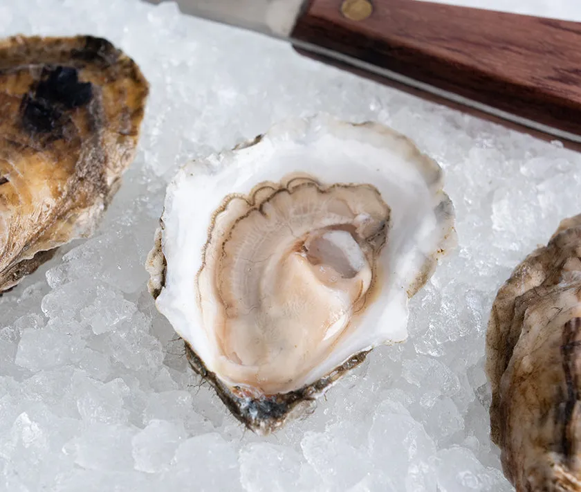 Premium Fresh Oysters from Plymouth, MA - 1620 Harvest