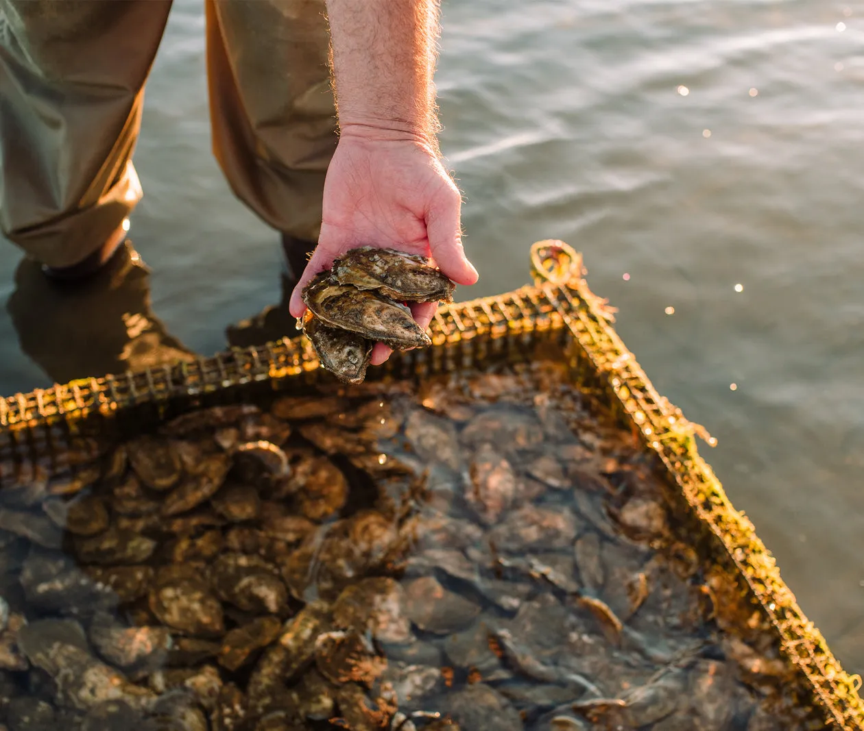 Premium Fresh Oysters from Plymouth, MA - 1620 Harvest